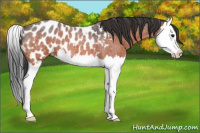 Horse Color:Bay Roan Splash Appaloosa 