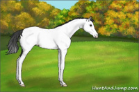 Horse Color:Black Splash Appaloosa Rabicano 