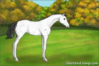 Horse Color:Blue Roan Splash Fewspot Rabicano 
