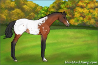 Horse Color:Bay Appaloosa