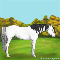 Horse Color:Blue Roan Splash Fewspot Rabicano 
