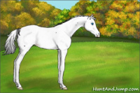 Horse Color:Black Splash Fewspot 
