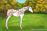 Horse Color:Red Roan Splash Appaloosa Rabicano 