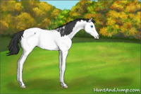 Horse Color:Black Splash Appaloosa 