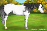 Horse Color:Blue Roan Splash Appaloosa Rabicano