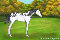 Horse Color:Blue Roan Splash Appaloosa 