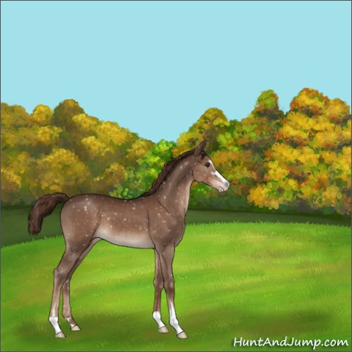 Horse Color:Liver Chestnut Sabino Appaloosa 