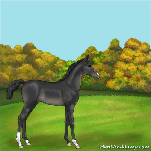 Horse Color:Black Sabino 