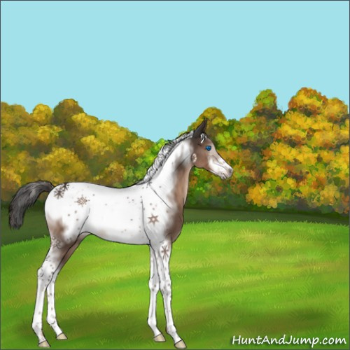 Horse Color:Liver Chestnut Sabino Tobiano Frame 
