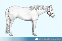 Horse Color:Silver Black Sabino 
