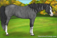 Horse Color:Blue Roan Sabino Splash  and Blue Roan Sabino Splash 