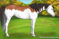 Horse Color:Bay Roan Splash Rabicano 