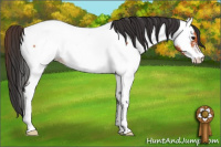 Horse Color:Bay Roan Appaloosa 