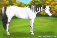 Horse Color:Bay Roan Appaloosa 