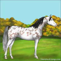 Horse Color:Bay Ice Roan Splash Near Leopard 