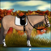 Horse Color:Bay Dun 
