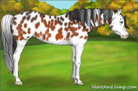 Horse Color:Bay Splash Appaloosa 