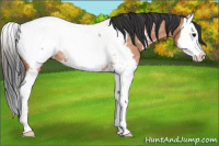 Horse Color:Bay Roan Splash Near Fewspot Rabicano 