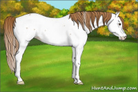 Horse Color:Red Roan Splash Appaloosa Rabicano 