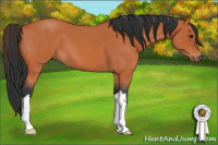 Horse Color:Bay Roan 
