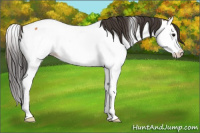 Horse Color:Bay Splash Appaloosa Rabicano 