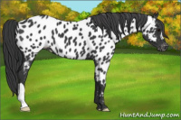 Horse Color:Black Near Leopard 