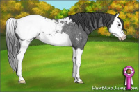 Horse Color:Blue Roan Splash Appaloosa Rabicano