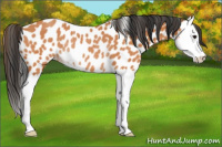 Horse Color:Bay Splash Appaloosa Rabicano