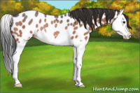 Horse Color:Brown Roan Splash Near Leopard Rabicano 