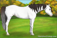 Horse Color:Bay Ice Roan Splash Fewspot Rabicano 