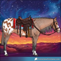 Horse Color:Bay Appaloosa