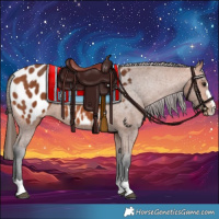 Horse Color:Bay Appaloosa 