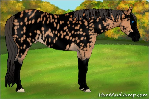Horse Color:Void Bay Splash Appaloosa 