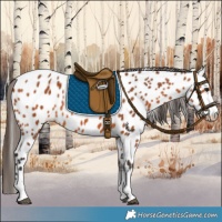 Horse Color:Bay Appaloosa 