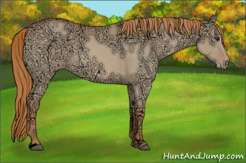 Horse Color:Void Red Dun Ice Appaloosa 
