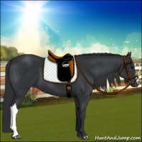 Horse Color:Black 