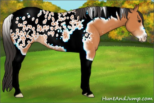 Horse Color:Bay Tobiano Frame Appaloosa 