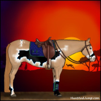 Horse Color:Chestnut Frame Appaloosa 