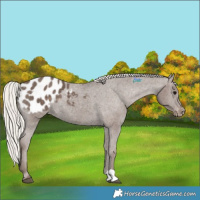 Horse Color:Silver Black Appaloosa Rabicano 