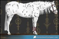 Horse Color:Black Splash Leopard 