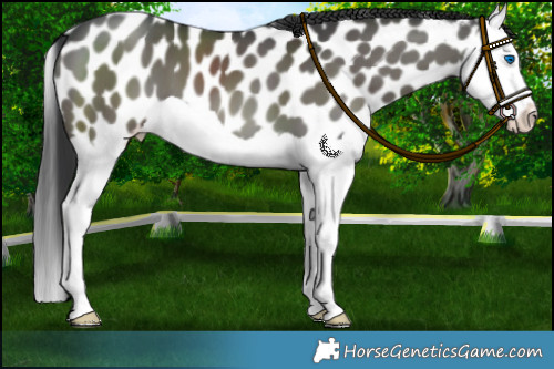 Horse Color:Black Splash Appaloosa 