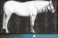 Horse Color:Black Splash Appaloosa 