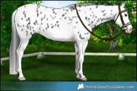 Horse Color:Black Splash Near Leopard 
