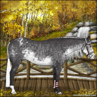 Horse Color:Silver Smoky Black Chinchilla Appaloosa