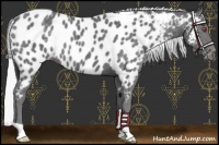 Horse Color:Silver Smoky Black Chinchilla Appaloosa Rabicano 