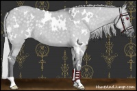 Horse Color:White Spotted Silver Grullo Chinchilla 