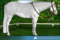 Horse Color:Silver Grullo Chinchilla Sabino Splash