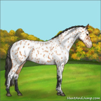 Horse Color:Bay Appaloosa 
