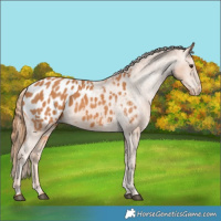 Horse Color:Chestnut Appaloosa 