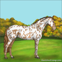 Horse Color:Chestnut Appaloosa Rabicano 